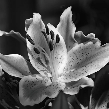 Room Spray - Black Lily