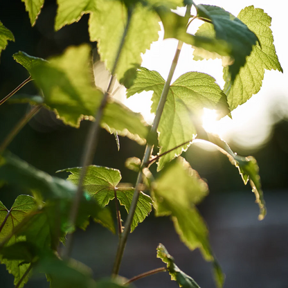 Room Spray - Blackcurrant Leaves