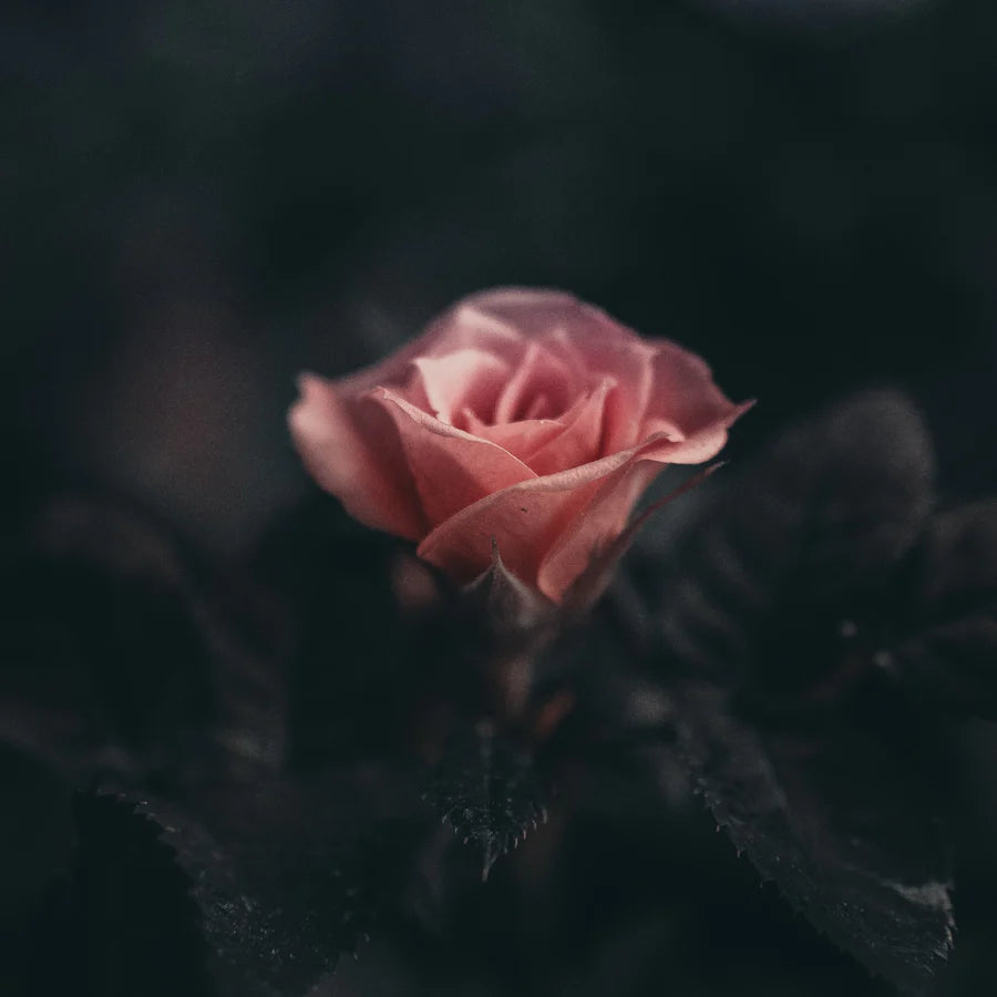 Room Spray - Moroccan Rose